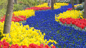 Keukenhof Arrangement 2 of 3 dagen_0