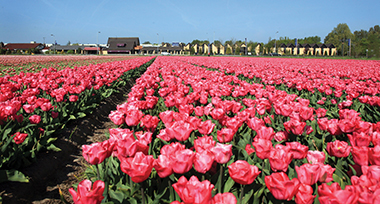 Roze bloemenveld in de omgeving van Heiloo en Alkmaar