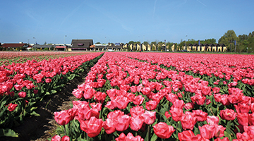 Roze bloemenveld in de omgeving van Heiloo en Alkmaar
